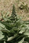 Verbascum thapsus